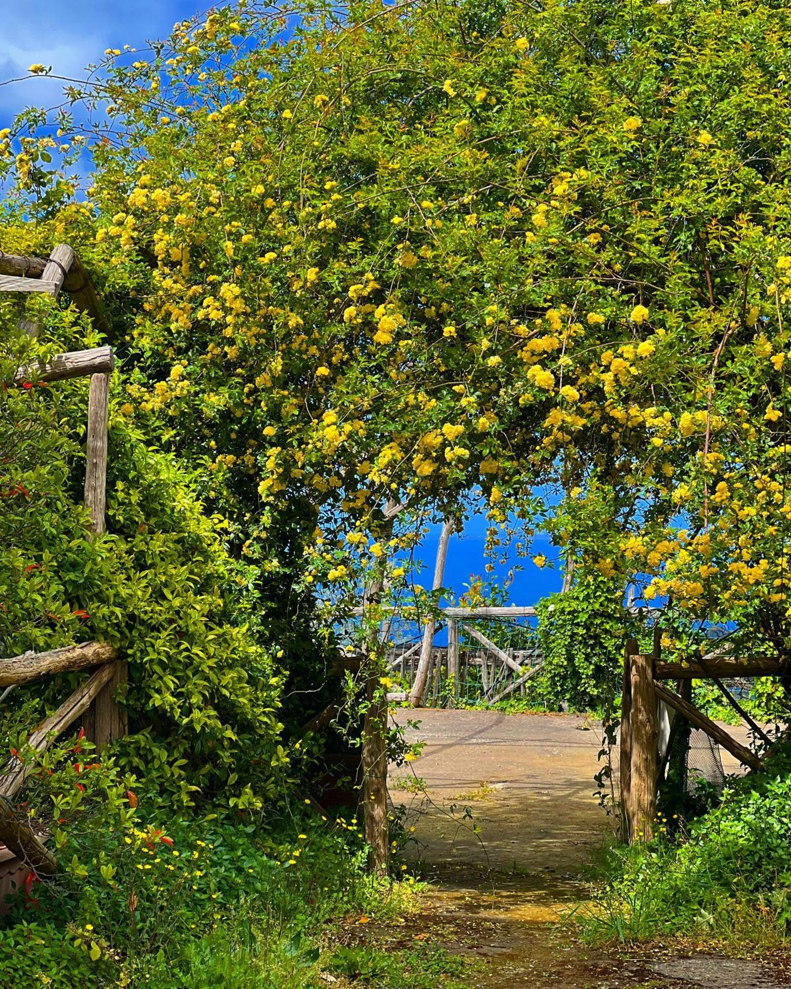 Agriturismo Le Grottelle Villa Sant'Agata sui due Golfi Eksteriør billede